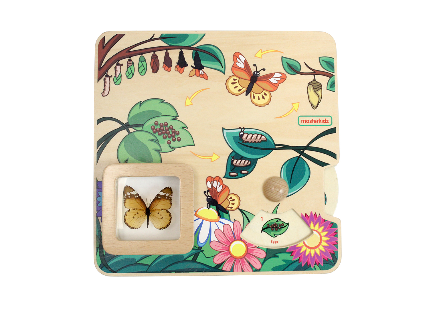 Butterfly Life Cycle Handy Learning  Board
